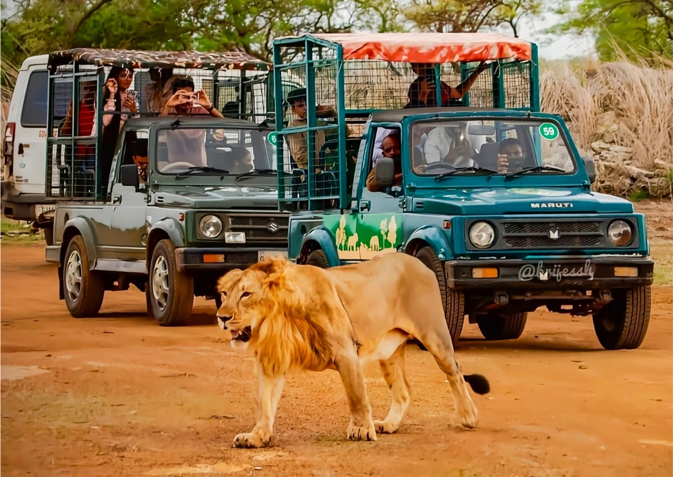 Gir Safari